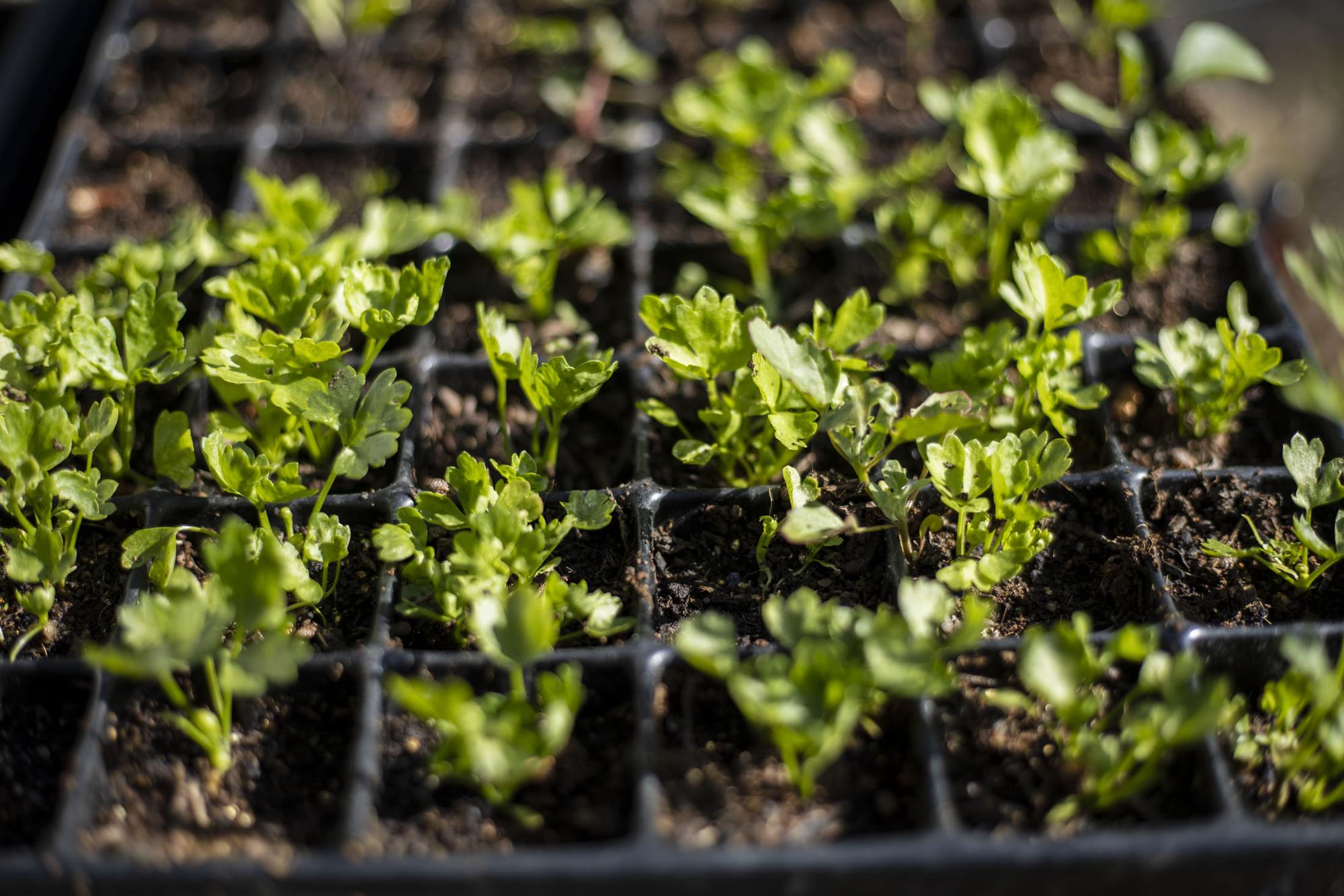 Huerto rural autoconsumo - 5